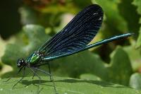 Calopteryx virgo