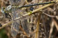 Gomphus pulchellus