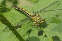 Onychogomphus forcipatus