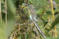 Anax imperator