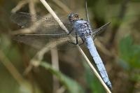 Orthetrum brunneum