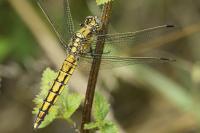 Orthetrum cancellatum