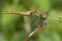 Sympetrum sanguineum