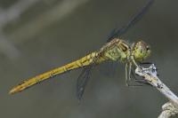 Sympetrum meridionale