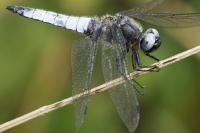 Libellula fulva
