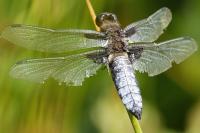 Libellula depressa