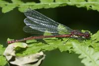 Pyrrhosoma nymphula