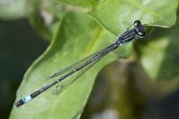 Ischnura elegans