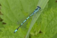 Coenagrion puella