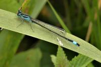 Ischnura elegans