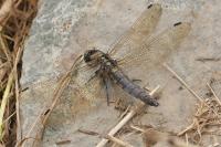 Orthetrum cancellatum