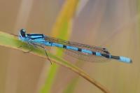Enallagma cyathigerum