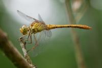 Sympetrum meridionale