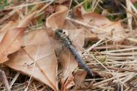 Orthetrum cancellatum