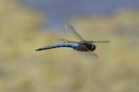 Anax imperator