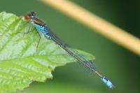 Erythromma viridulum