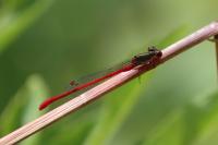Ceriagrion tenellum