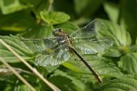 Gomphus pulchellus