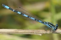 Coenagrion mercuriale