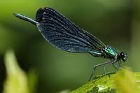 Calopteryx virgo
