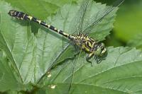 Onychogomphus forcipatus