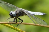 Libellula fulva