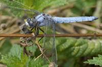 Orthetrum brunneum