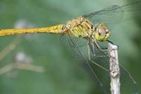 Sympetrum meridionale