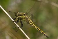 Orthetrum cancellatum
