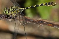 Onychogomphus forcipatus