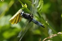 Libellula fulva