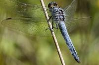 Orthetrum brunneum