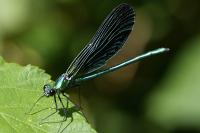 Calopteryx virgo