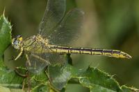 Gomphus pulchellus