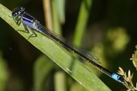 Ischnura elegans