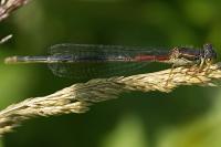 Ceriagrion tenellum