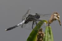 Leucorrhinia caudalis