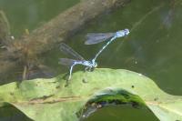 Coenagrion scitulum
