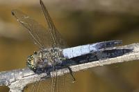 Orthetrum cancellatum