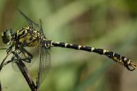 Onychogomphus forcipatus