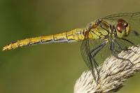 Sympetrum sanguineum