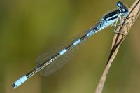 Coenagrion scitulum