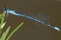 Coenagrion puella
