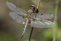 Libellula quadrimaculata