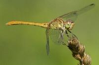 Sympetrum meridionale