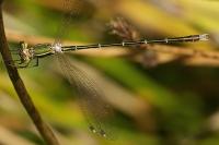 Lestes barbarus