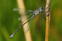 Lestes dryas