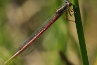 Ceriagrion tenellum