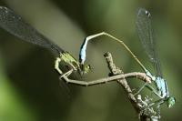 Ischnura elegans
