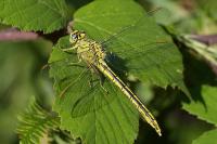 Gomphus pulchellus